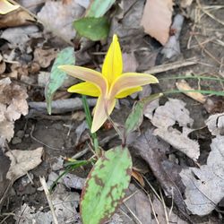Anson B Nixon Park - Trout lily