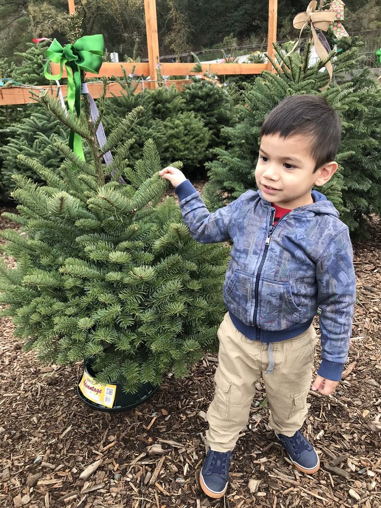 BOY SCOUT TROOP 224 CHRISTMAS TREE LOT 17 Photos & 11 Reviews 3932