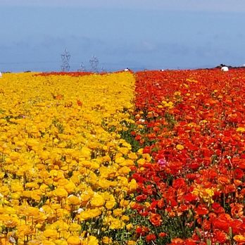 The Flower Fields - Venues & Event Spaces Near Me - Carlsbad, California