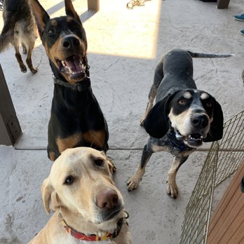 Precision K-9 - Daisy, Memphis and Moonshine - Pet Training Near Me - Columbus, North Carolina Precision K-9 - Daisy, Memphis and Moonshine - Pet Training Near Me - Columbus, North Carolina
