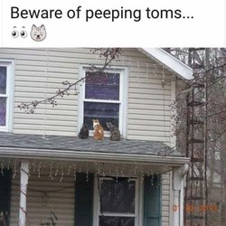 Foothill Feed and Mercantile - Cats looking for food
