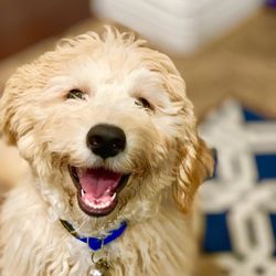 Mutts In Training - Happy Prince!