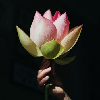 Kashmir Lotus Integrative Wellness - Waxing Near Me - Rock Hill, South Carolina Kashmir Lotus Integrative Wellness - Waxing Near Me - Rock Hill, South Carolina