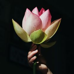 Kashmir Lotus Integrative Wellness