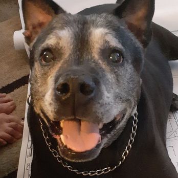 All About Restful Pets - Pet Hospice Near Me All About Restful Pets - Pet Hospice Near Me