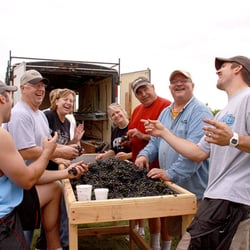 Train Wreck Winery - Fun sorting grapes! :)
