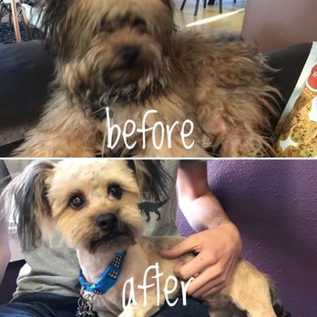 Best Paw Forward Pet Grooming - Pet Groomers Near Me - Elverta, California