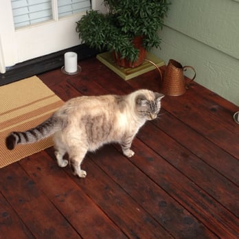 Sandra D's Country Vacation Rental - This was the deck cat that stayed outside our room. - Vacation Rentals Near Me - Fallbrook, California