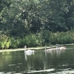 Swans swimming by.