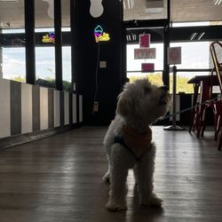 Krave’’n ice cream - My dog!