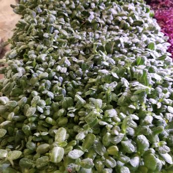 True Leaf Market - Sunflower microgreens - Nurseries & Gardening Near Me - Salt Lake City, Utah True Leaf Market - Sunflower microgreens - Nurseries & Gardening Near Me - Salt Lake City, Utah