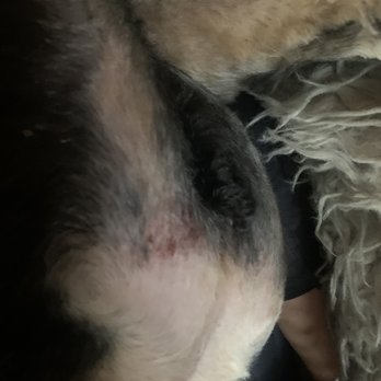 Collar & Comb - Razor burn - Pet Groomers Near Me - Los Angeles, California