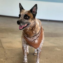 Dog Country Day School