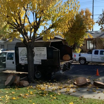 Sycamore Tree Service - Tree Services Near Me Sycamore Tree Service - Tree Services Near Me