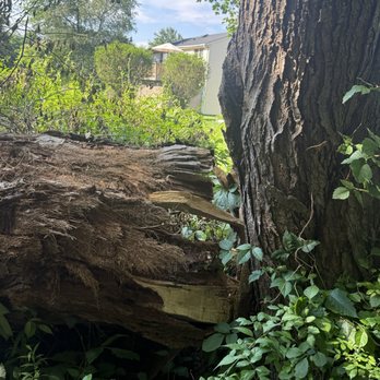 Mr Treeman Tree Services - Tree Services Near Me - Middlebury, Connecticut Mr Treeman Tree Services - Tree Services Near Me - Middlebury, Connecticut