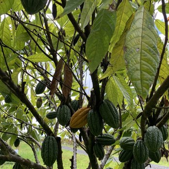 Lavaloha - Chocolatiers & Shops Near Me - Hilo, Hawaii