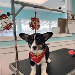 My pup, Pancake, enjoying her first time at the groomers!