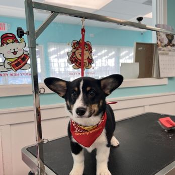 Furever Grooming - My pup, Pancake, enjoying her first time at the groomers! - Pet Groomers Near Me - Milpitas, California
