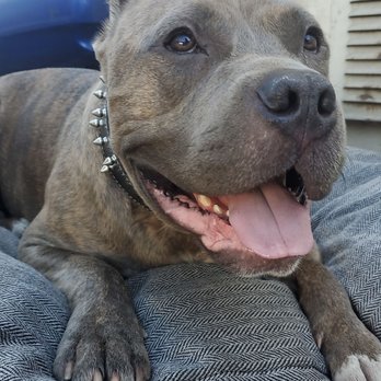 Jiffy Lube Oil Change - My pitbull hercules was with me during my visit to jiffy and he had no complaints - Auto Repair Near Me - Orange, California Jiffy Lube Oil Change - My pitbull hercules was with me during my visit to jiffy and he had no complaints - Auto Repair Near Me - Orange, California