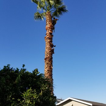 Mercado Tree Service - The beautiful job AFTER Mercado Tree Services trimmed my tree. - Tree Services Near Me Mercado Tree Service - The beautiful job AFTER Mercado Tree Services trimmed my tree. - Tree Services Near Me