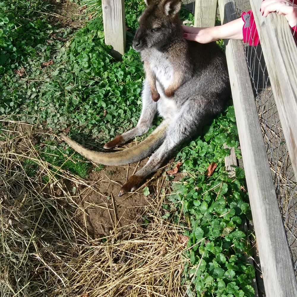 Luray Zoo - Zoos Near Me - Luray, Virginia Luray Zoo - Zoos Near Me - Luray, Virginia