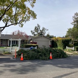 Cutting down tree
