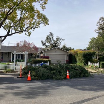 Nature Care Tree Specialist - Cutting down tree - Tree Services Near Me