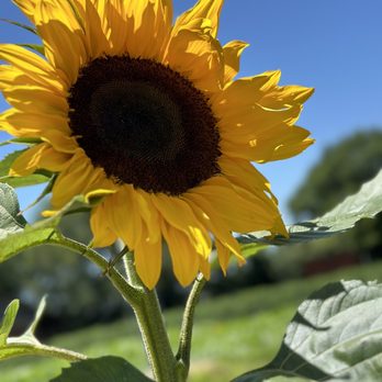Mark's Melon Patch - The sunflowers are huge and healthy - Fruits & Veggies Near Me - Dawson, Georgia