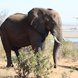 Dream Vacations Quinn Panzer Travel - Bull elephant from our Africa Safari in Chobe National Park Botswana