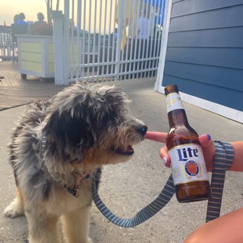 Schaefer's Canal House - dog friendly - lots of cuties! - New American Near Me - Chesapeake City, Maryland Schaefer's Canal House - dog friendly - lots of cuties! - New American Near Me - Chesapeake City, Maryland