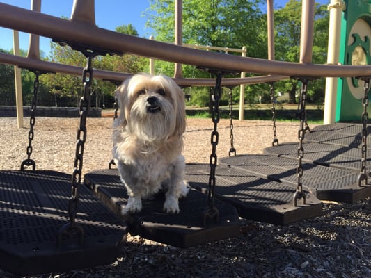 Cabbagetown Park by null