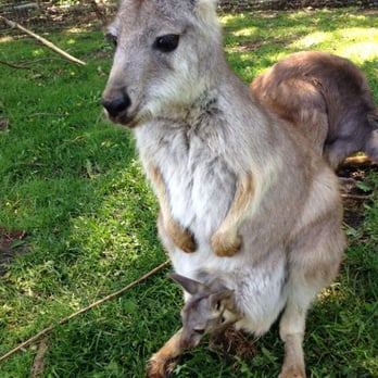 Kangaroo Creek Farm - Zoos Near Me - Kelowna, British Columbia Kangaroo Creek Farm - Zoos Near Me - Kelowna, British Columbia