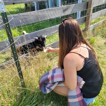 SPILLER FARM - a woman petting a cow - Pick Your Own Farms Near Me - Wells, Maine
