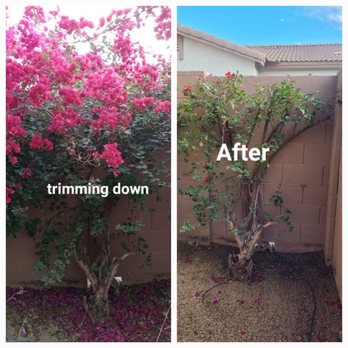 Phillip's Landscaping Services - Bougainvillea plant trimmed - Landscaping Near Me