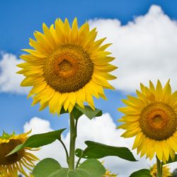 Sussex County Sunflower Maze - #sunflowersNJ
@sunflowersNJ
#sussexcountysunflowermaze
@sussexcountysunflowermaze
