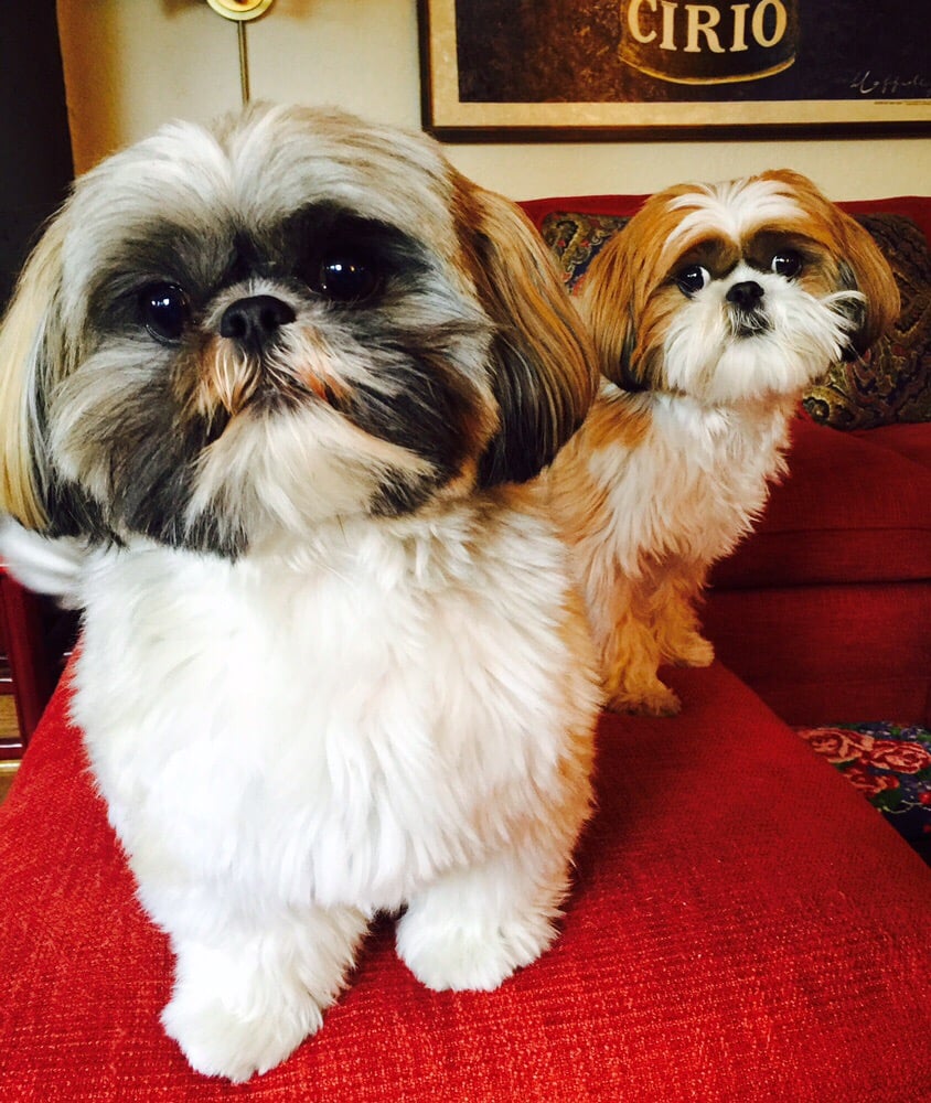 WET NOSES N WHISKERS Updated August 2024 Oshkosh, Wisconsin Pet