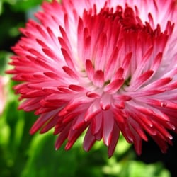 Ashland Greenhouses