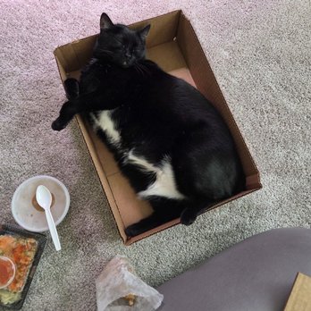 Blue Orchid - My order was huge. They gave me a box to put it in. My cat loved the box. - Sushi Bars Near Me - Charlotte, North Carolina