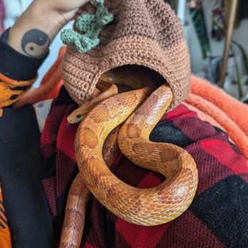 Painted Reptile - Covet when he was still too skinny and I took over where Riley lovingly left off and brought him home - Reptile Shops Near Me - Tarzana, California