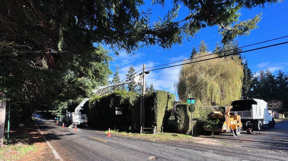 Western Hemlock Tree & Stump Service - tree service in Snohomish, WA