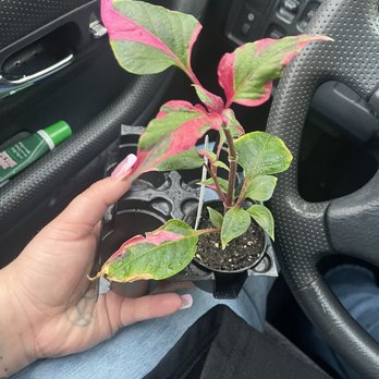 Feral Flora - Pink party time - Nurseries & Gardening Near Me - Astoria, Oregon