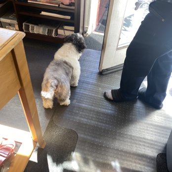Pioneer Tailor & Alterations - Friendly dog - Sewing & Alterations Near Me - San Francisco, California Pioneer Tailor & Alterations - Friendly dog - Sewing & Alterations Near Me - San Francisco, California