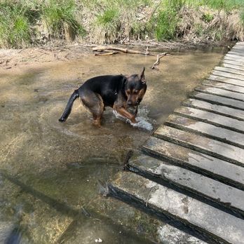 The Bark Club - Pet Boarding Near Me - Denver, Colorado