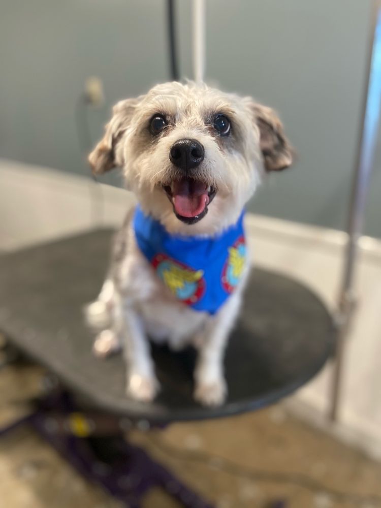 MISSY LIU’S BED AND BISCUIT Updated August 2024 14 Photos 143