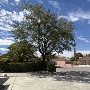 Falcon Tree Service - Oak tree all trimmed up - Tree Services Near Me Falcon Tree Service - Oak tree all trimmed up - Tree Services Near Me