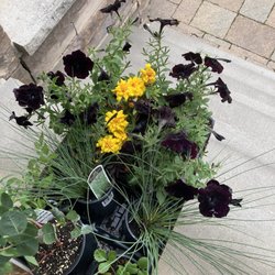 Meadowlands Hardware Plumbing & Electrical Supply - Black cherry petunias!!!