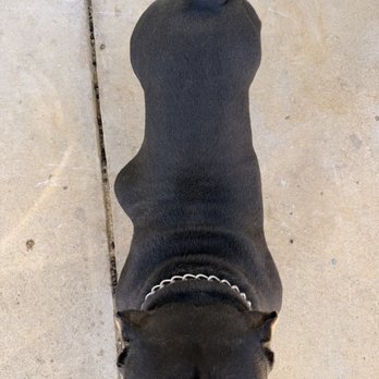 Calaveras Veterinary Clinic - The infected abscess. - Veterinarians Near Me - San Andreas, California Calaveras Veterinary Clinic - The infected abscess. - Veterinarians Near Me - San Andreas, California