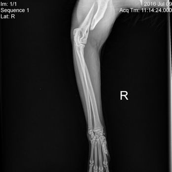 Kittington’s Mobile Cat Grooming - Complete break of the right humerus pictured - Pet Groomers Near Me Kittington’s Mobile Cat Grooming - Complete break of the right humerus pictured - Pet Groomers Near Me