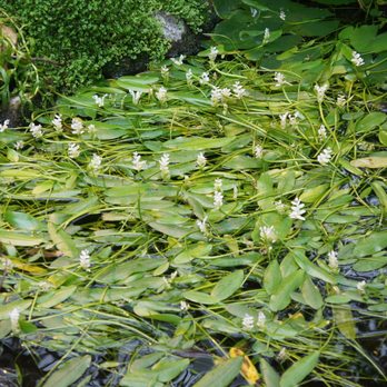 De Hortus Botanicus - Venues & Event Spaces Near Me - Amsterdam, New Hampshire De Hortus Botanicus - Venues & Event Spaces Near Me - Amsterdam, New Hampshire
