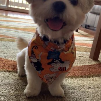 Pawparazzi Pet Salon - Groomed dog - Pet Groomers Near Me - Hoffman Estates, Illinois Pawparazzi Pet Salon - Groomed dog - Pet Groomers Near Me - Hoffman Estates, Illinois